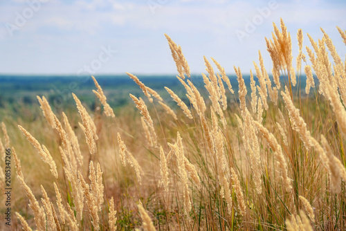 Canvas Print Thick ears of wild steppe grass in the Starozolotovsky village, Rostov-on-Don re