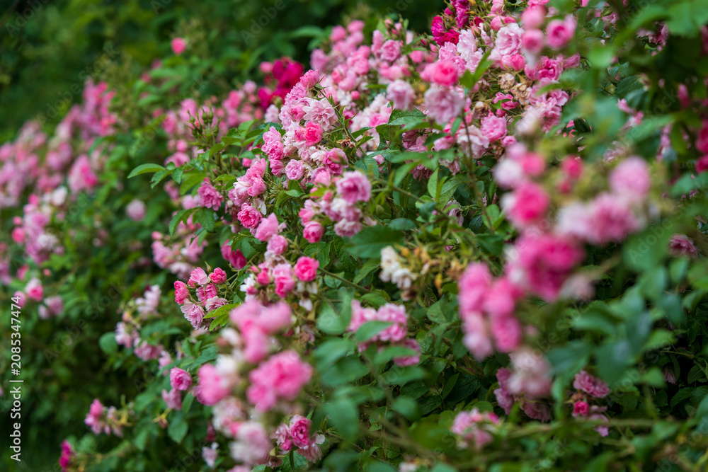 Fototapeta premium Blooming Bush Rose Garden with Pink Blossoms. 