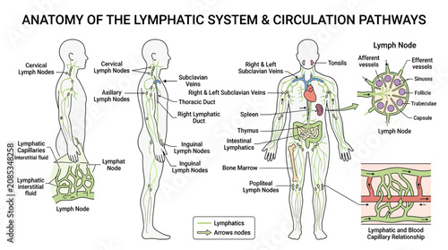 Foto Anatomy of the Lymphatic System and Circulation Pathways - Medical Illustration