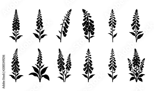 Foto Digitalis Flower Silhouettes, Foxglove Plant Vector Icons, Botanical Illustratio