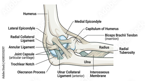 Foto Elbow Joint Anatomy Diagram with Labels: Humerus, Ulna, Radius, Ligaments