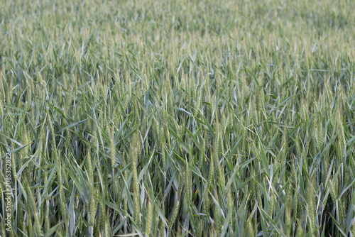 Vászonkép Lush green wheat field with tall stalks and ripening heads swaying gently in the