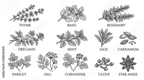 Bild auf Leinwand Hand-Drawn Culinary Herbs and Spices Collection - Thyme, Basil, Rosemary, Oregan