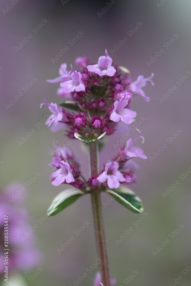 Fototapeta premium Macro image of a flowering thyme plant in a garden