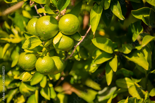 Unripe oranges on the branches. Citrus trees with green tangerines. Lemons and oranges on tree branches.