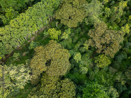 Fotografie Overhead drone view capturing the vibrant green landscape of a coffee plantation
