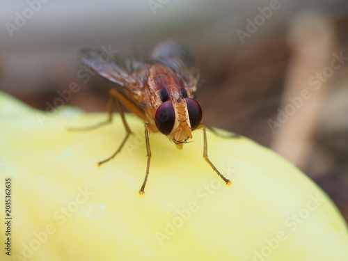 Fruit fly close-up 