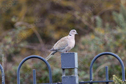 Photography Eurasian collared dove on a metal railing