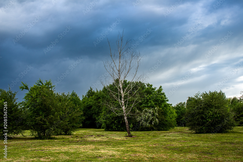 Fototapeta premium Dramatic dark storm clouds hang over a green meadow with a bare silver birch tree, shrubs, and flowering dog rose in the background. Useful for weather, storm, climate, moody landscape, parkland, and 