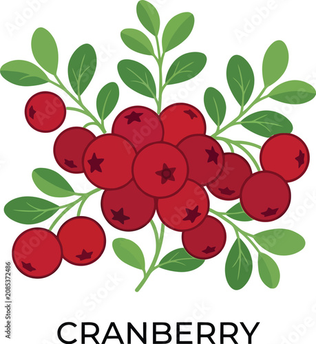 Fresh bright red cranberries attached to green leafy branches shown in a simple flat illustration