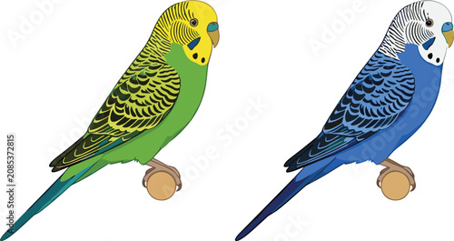 Schilderij op canvas Budgie parrot illustration set featuring realistic green and blue parakeets perc