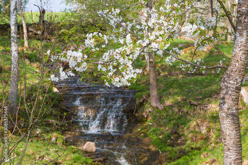 Small gentle stream flowing over rocky stones under white blooming spring cherry blossom tree branches with waterfall