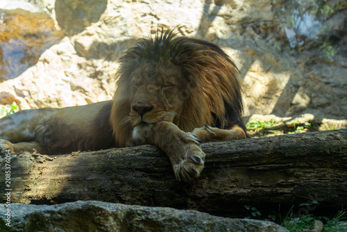 Cuadro en lienzo a close-up of a magnificent lion sleeping, with its mighty head and mane resting