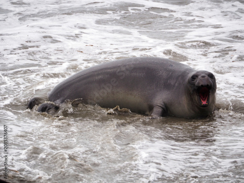 San Simeon, California, 11/10/2018 Description: Northern elephant seal yawning in the surf at San Simeon, California