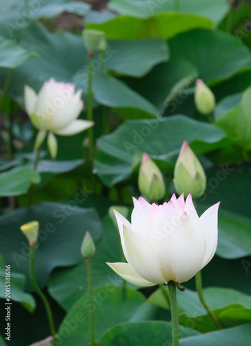 白に少しピンクの蓮の花