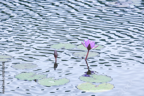 Tableau sur toile 小波の池に咲く小さな睡蓮の花