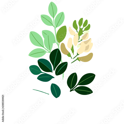 Sprig Botanical Illustration