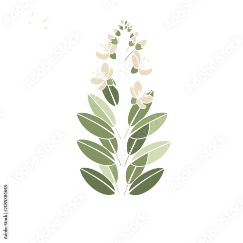 Cassia Botanical Sticker