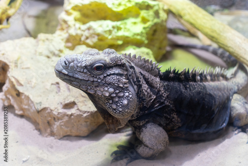 Фотография Cuban rock iguana resting on stone with spiky dorsal crest visible