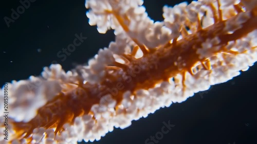 Macro shot of coral polyp