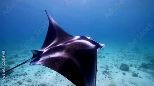 Majestic manta ray in azure ocean