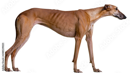Fotografie Thin brown greyhound dog standing profile view