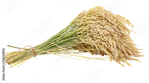 Bild auf Leinwand Bundle of ripe golden rice stalks tied with twine