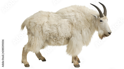 Obraz na płótnie White fluffy mountain goat with curved horns standing