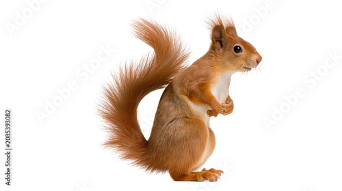 Fotografía Red squirrel with bushy tail standing on hind legs