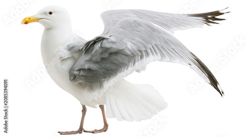 Photos White seagull with spread wings and grey feathers