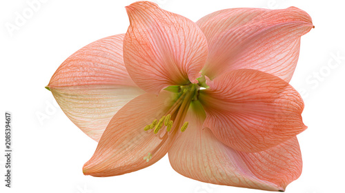 фотографія Peach Amaryllis Flower with Yellow Stamens