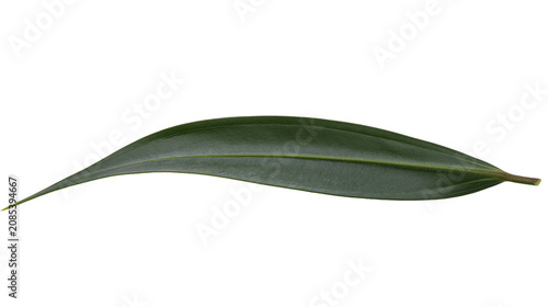 Bild auf Leinwand Single dark green elongated leaf with pointed tip and stem