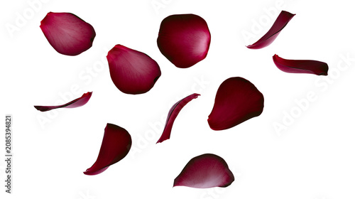 Fotografía Scattered deep red rose petals