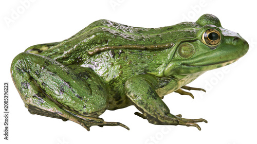 Fotografía Green frog with textured skin and bulging eyes