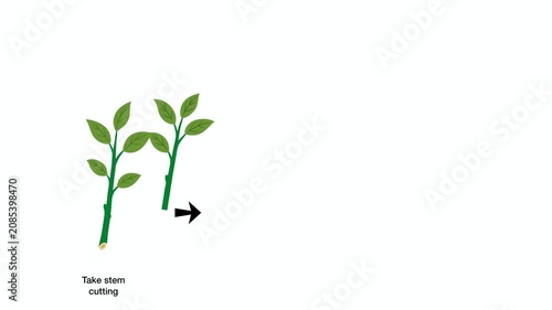 Animation of Educational biology diagram showing plant propagation by stem cutting method, illustrating steps from taking parent shoot to rooting in water and potting soil