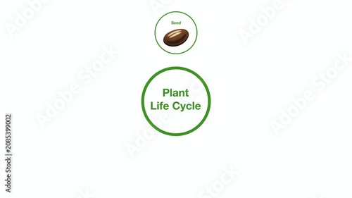 Animation of Educational biology infographic showing complete tomato plant life cycle stages from seed germination, seedling growth, flowering, and pollination by bee to fruit