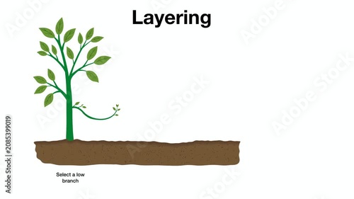 Animation of Scientific infographic explaining simple layering method for plant propagation, showing step by step technique of bending branch into soil to grow new roots