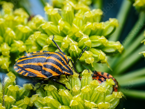 Obraz na plátně Close-Up Of minstrel Bug On Green Plant Stem