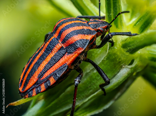 Obraz na płótnie Close-Up Of minstrel Bug On Green Plant Stem