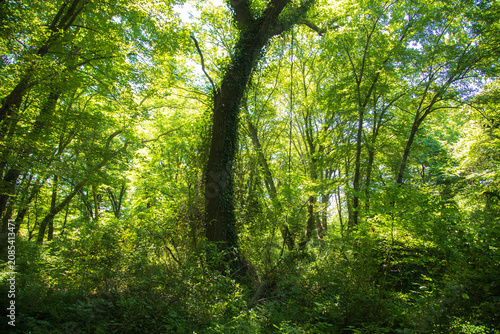 Foto Unique subtropical relict liana Samur forest. Dagestan, Russia.