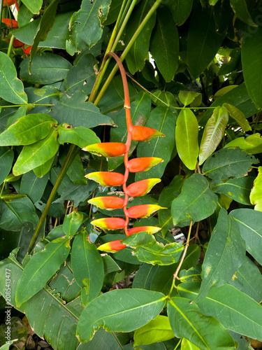 Картината върху платно Heliconia rostrata hanging lobster claw flower in tropical garden, red and yello