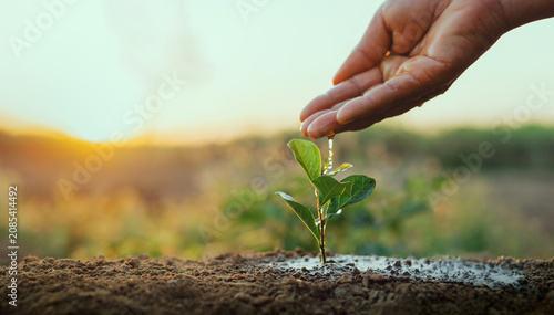 Hand gently waters young plant in soil at sunrise