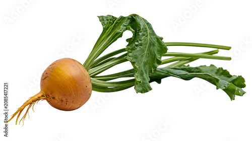 Konstfotografi Golden beet with green leaves and rootlets