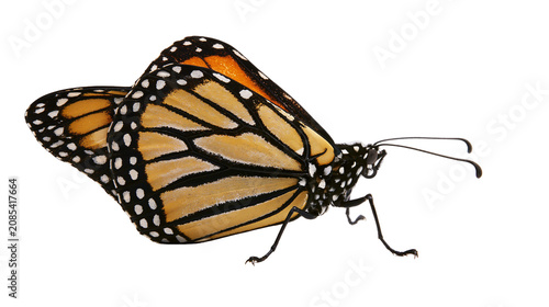 Monarch butterfly with orange black, and white wings