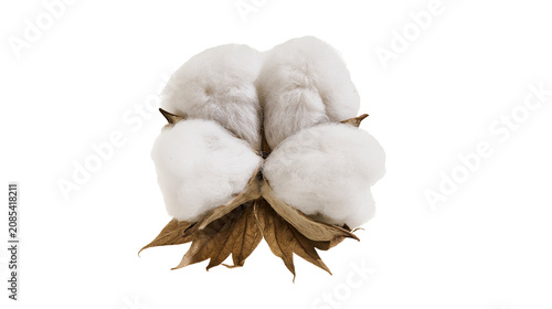 Foto Cotton bolls with dry leaves