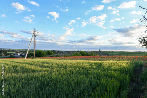 Принти на полотні Vast meadow of green whet field with blooming red poppies under a soft sunset sky with power lines in the countryside