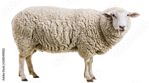 Foto Fluffy white sheep standing profile view