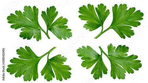 Obraz na plátne Four fresh green parsley leaves arranged in a grid