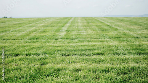 A vast striped green grass field, minimalist mowed lawn background texture, serene landscape under overcast sky.