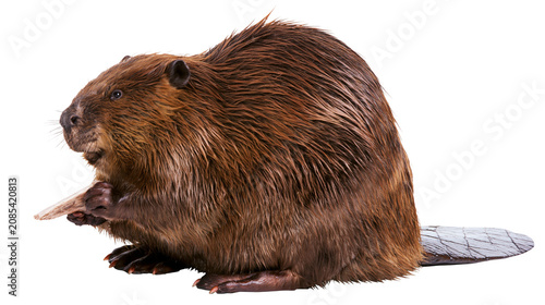 Obraz na płótnie Brown beaver holding wood piece with paws, side view